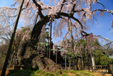 東漸寺のシダレザクラ