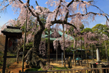 東漸寺のシダレザクラ