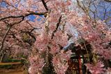 願成就寺の枝垂桜