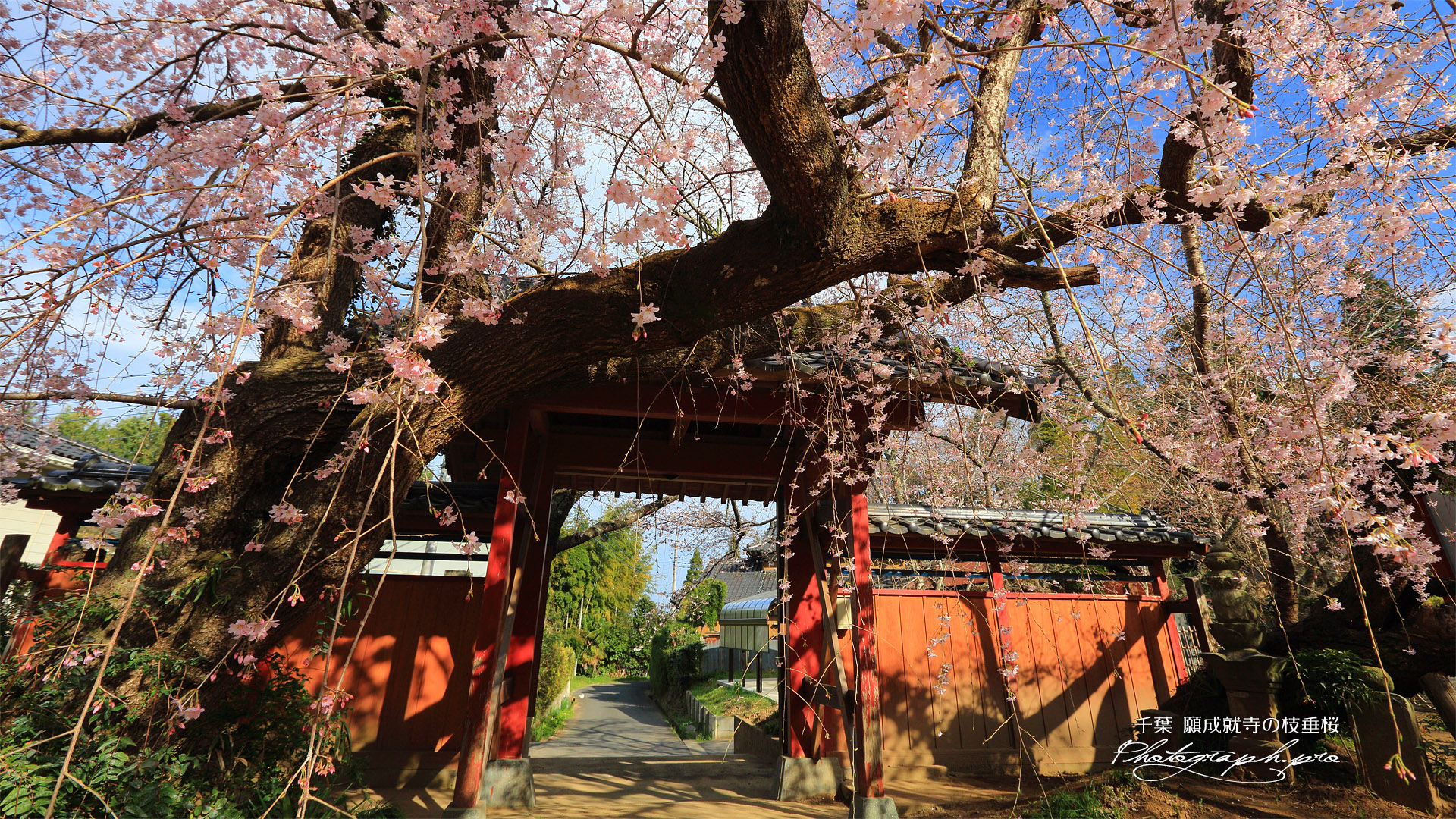 願成就寺のしだれ桜