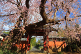 願成就寺のしだれ桜