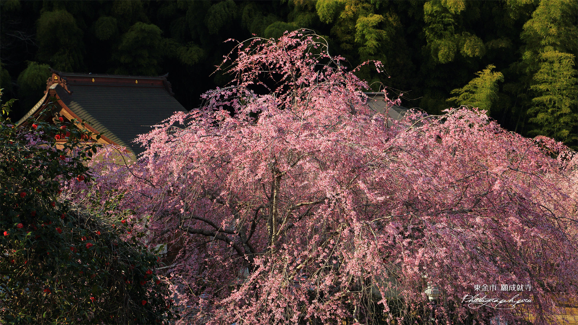 東金市 願成就寺の紅枝垂桜