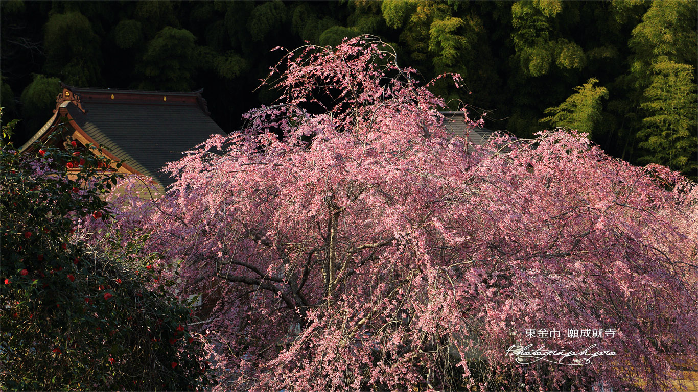 東金市 願成就寺の紅枝垂桜 壁紙