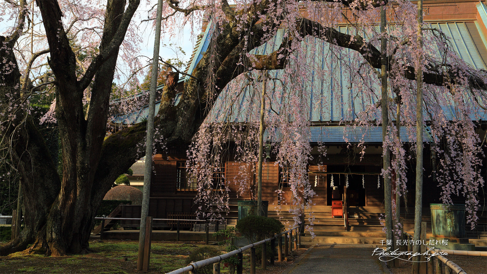 長光寺のしだれ桜