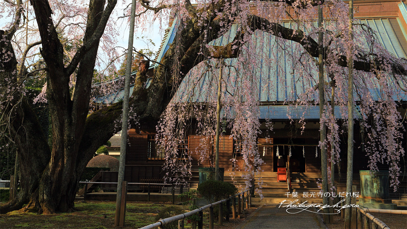 長光寺のしだれ桜 壁紙