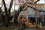 長光寺のしだれ桜
