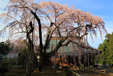 長光寺のしだれ桜