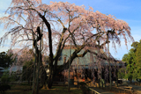 長光寺のしだれ桜
