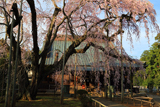 長光寺のしだれ桜