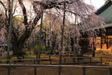 長光寺のしだれ桜
