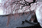 金仙寺のしだれ桜