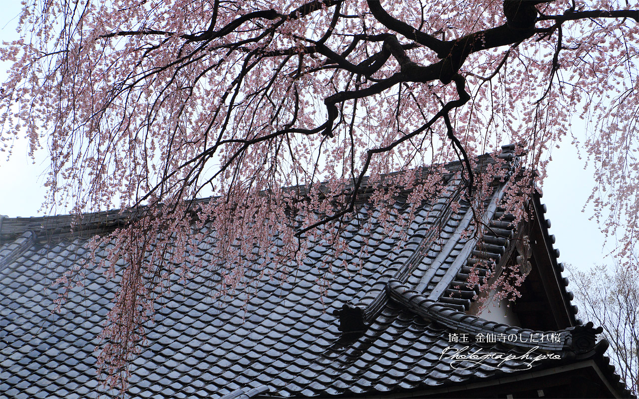 金仙寺のしだれ桜 壁紙