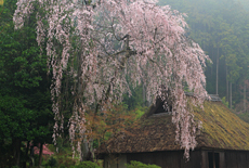 高麗神社の桜