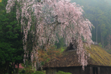 高麗神社のサクラ