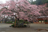 高麗神社の桜