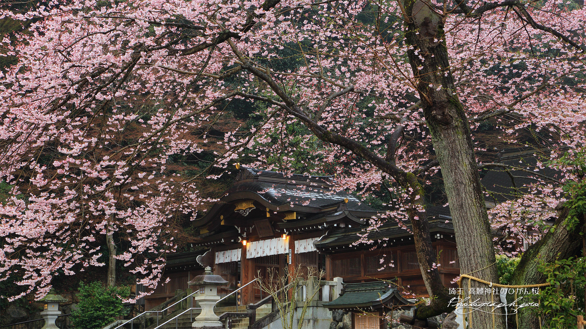 高麗神社のヒガンザクラ