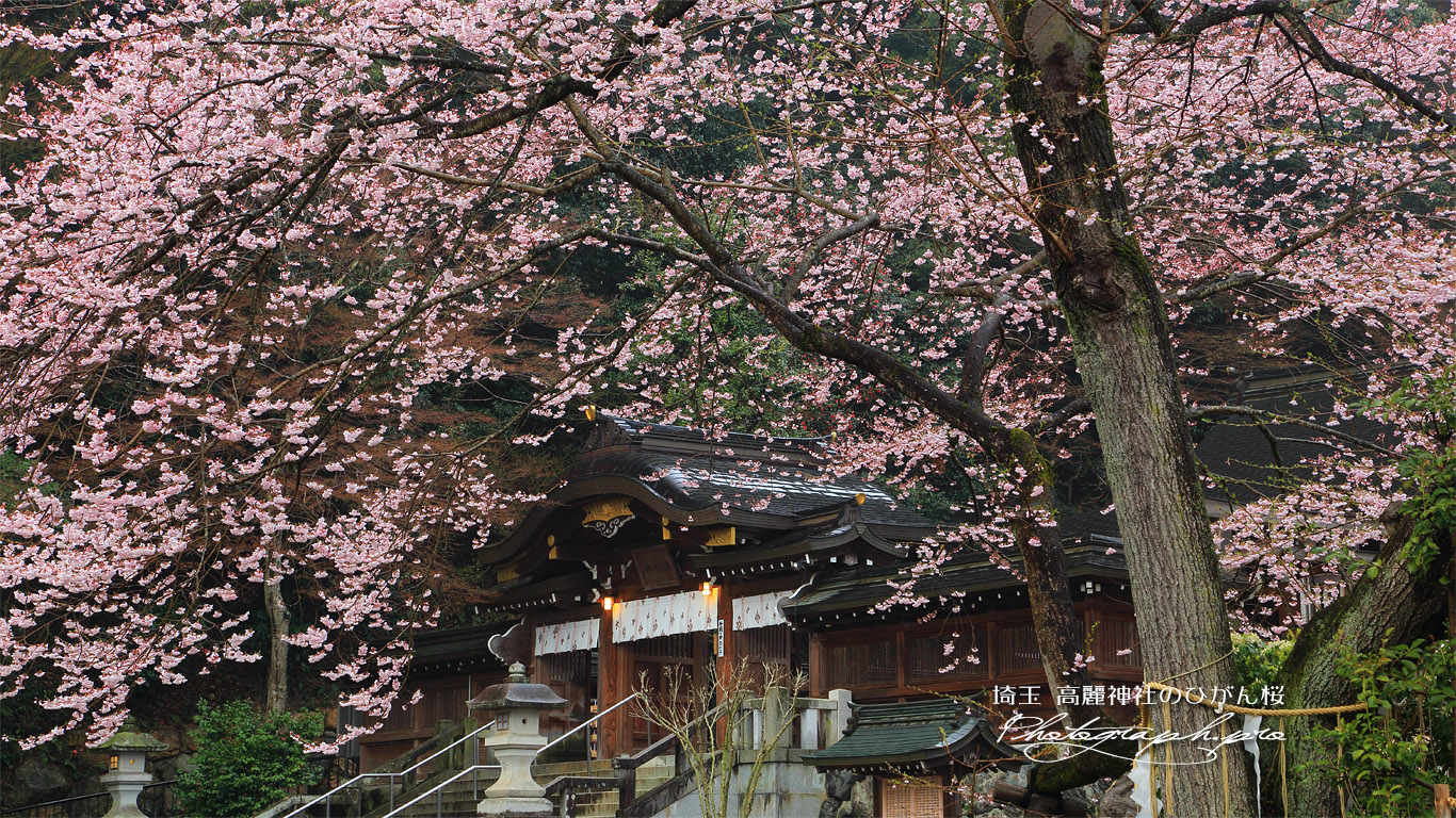 高麗神社のヒガンザクラ 壁紙