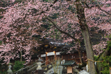高麗神社のヒガンザクラ