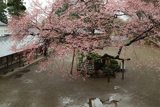 高麗神社のひがん桜