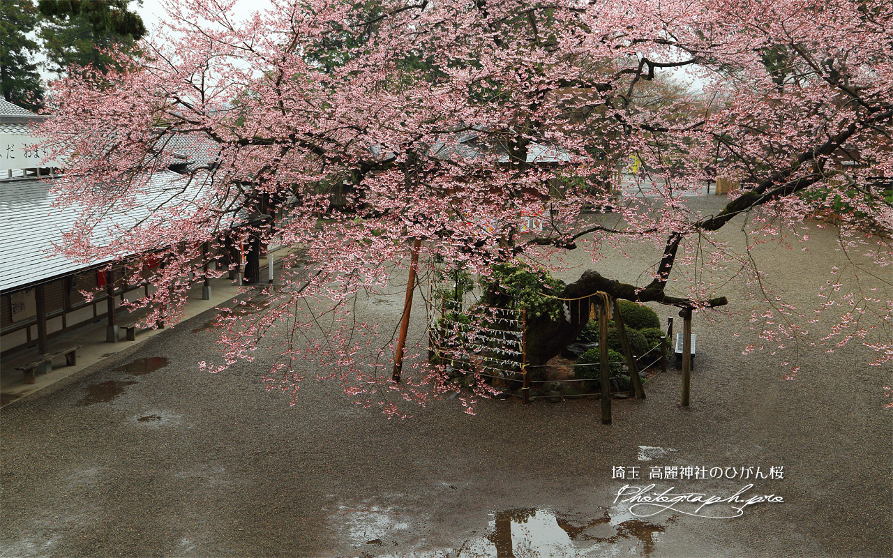 高麗神社のひがん桜 壁紙