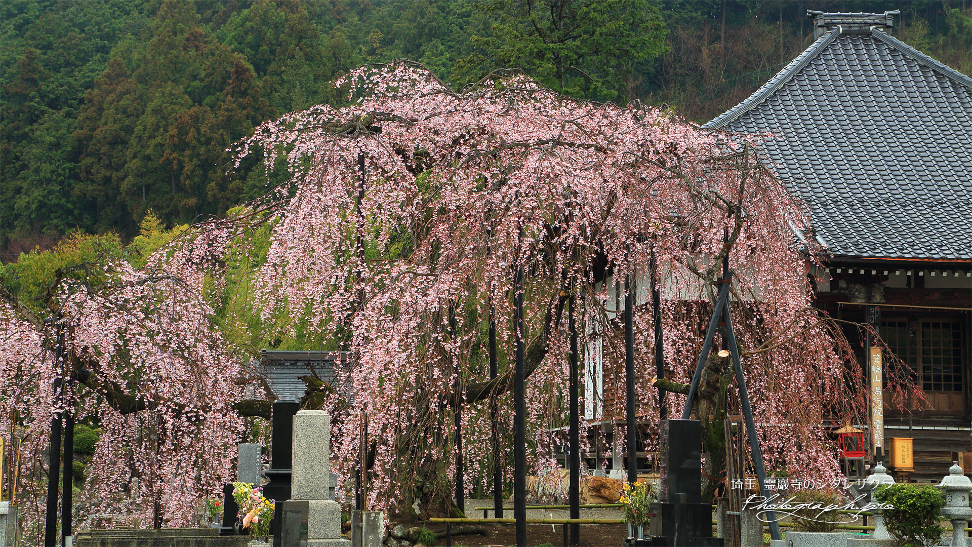 霊巌寺のシダレザクラ