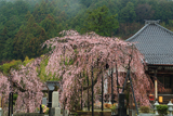 霊巌寺のシダレザクラ