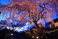 金仙寺のしだれ桜