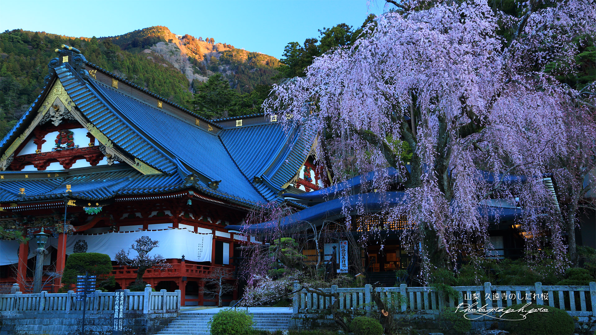 久遠寺のしだれ桜