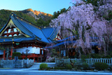久遠寺のしだれ桜