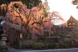 久遠寺のしだれ桜