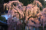久遠寺のしだれ桜