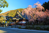 久遠寺のしだれ桜