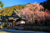 久遠寺のしだれ桜