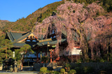 久遠寺のしだれ桜