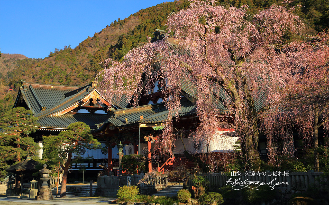久遠寺のしだれ桜 壁紙