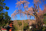 久遠寺のしだれ桜