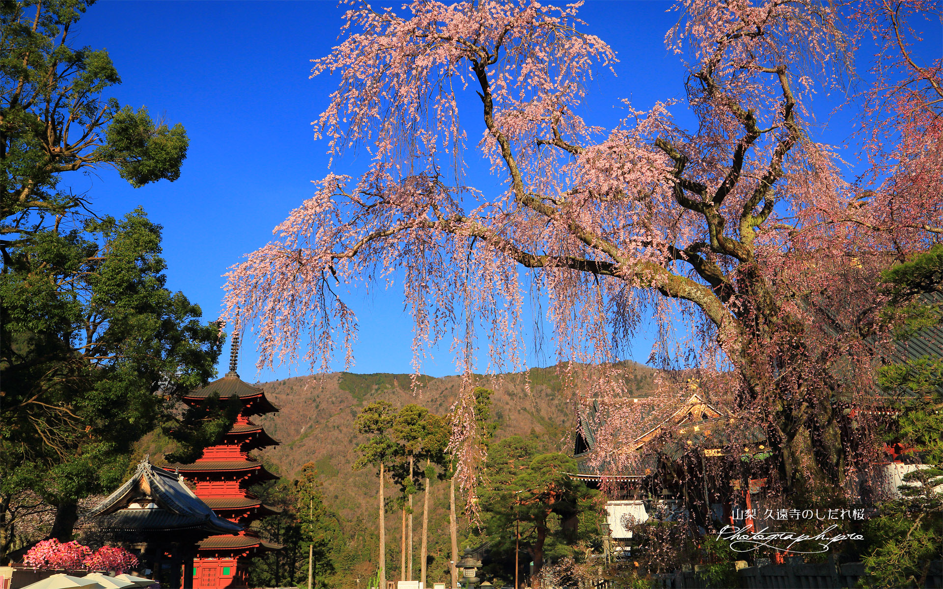 久遠寺のしだれ桜