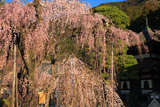 久遠寺のしだれ桜