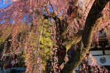 久遠寺のしだれ桜