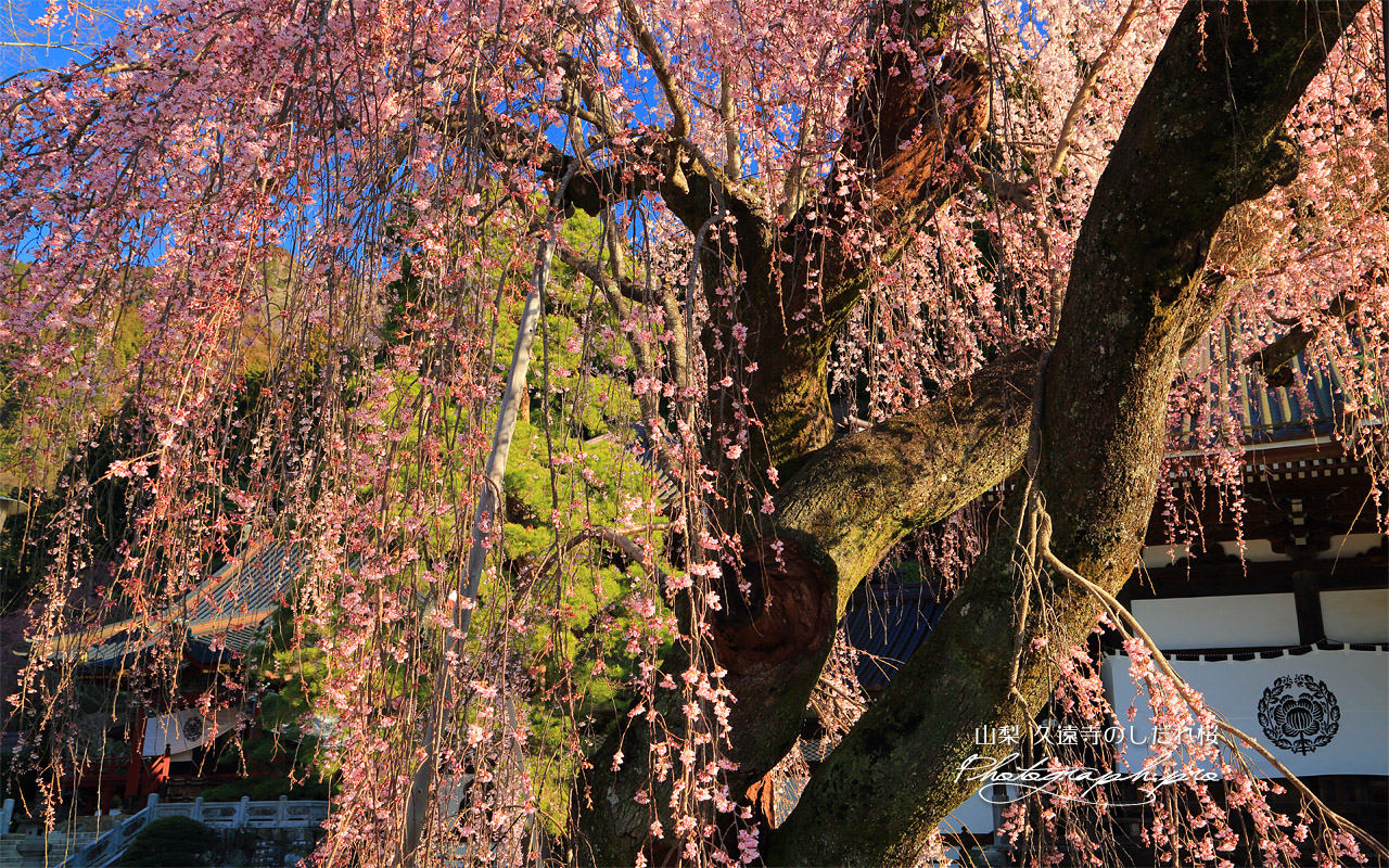 久遠寺のしだれ桜 壁紙
