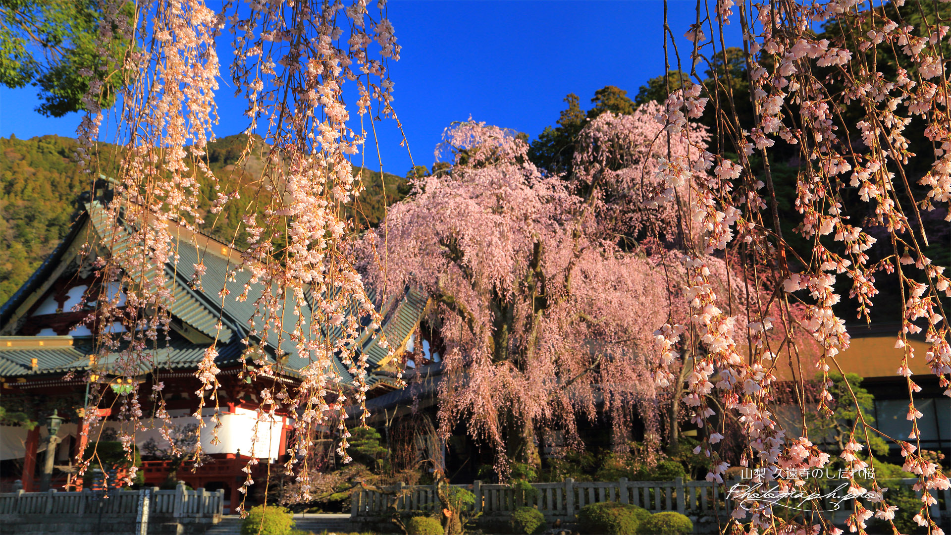 久遠寺のしだれ桜