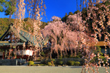 久遠寺のしだれ桜