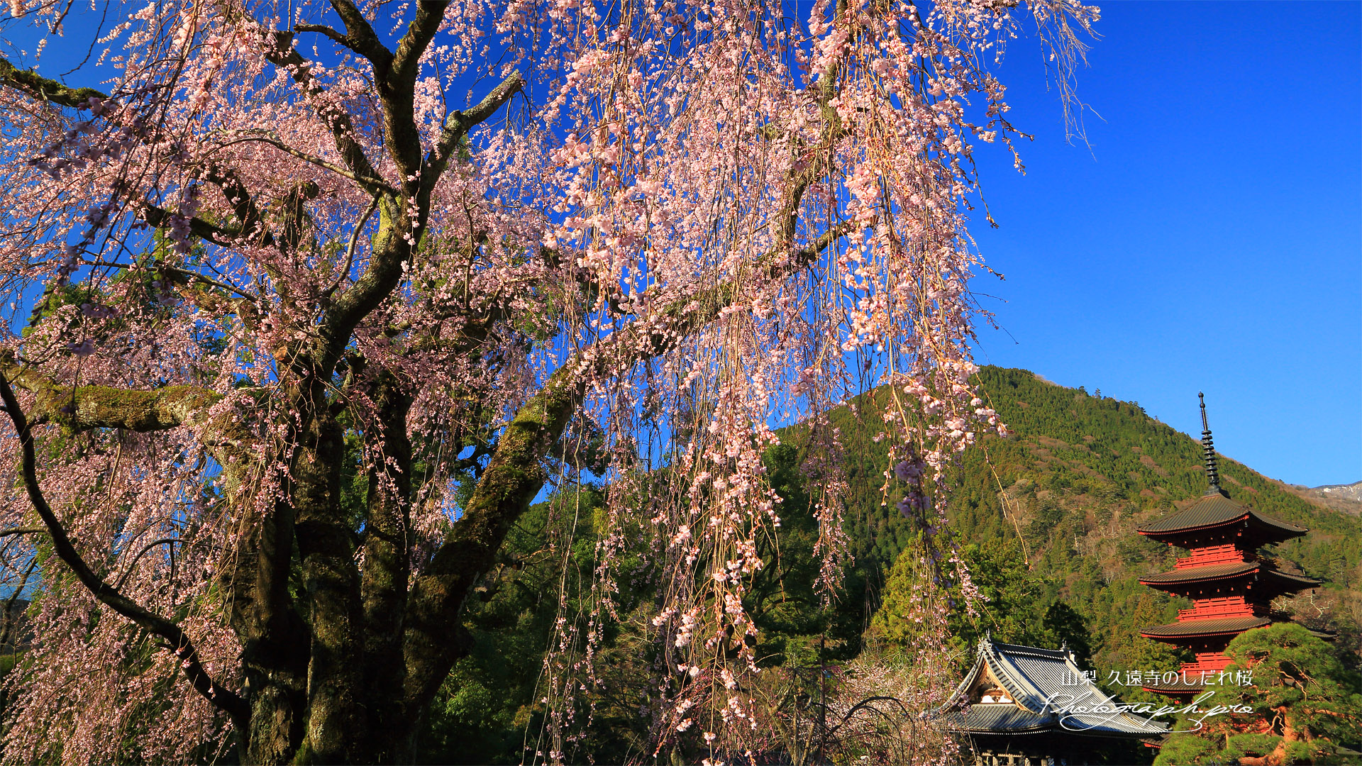 久遠寺のしだれ桜