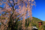久遠寺のしだれ桜