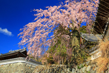 円実寺のしだれ桜