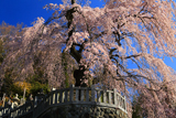 円実寺のしだれ桜