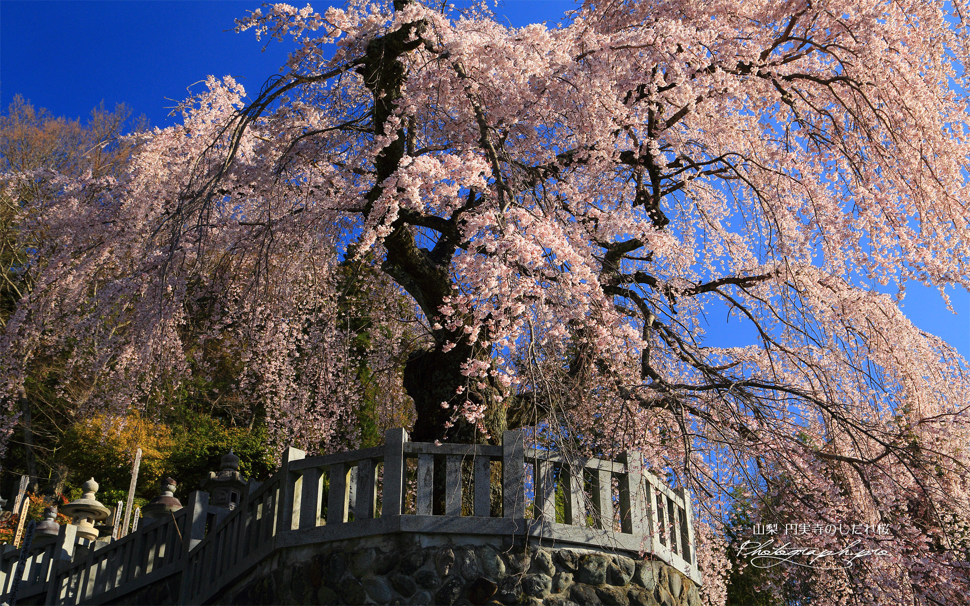 円実寺のしだれ桜