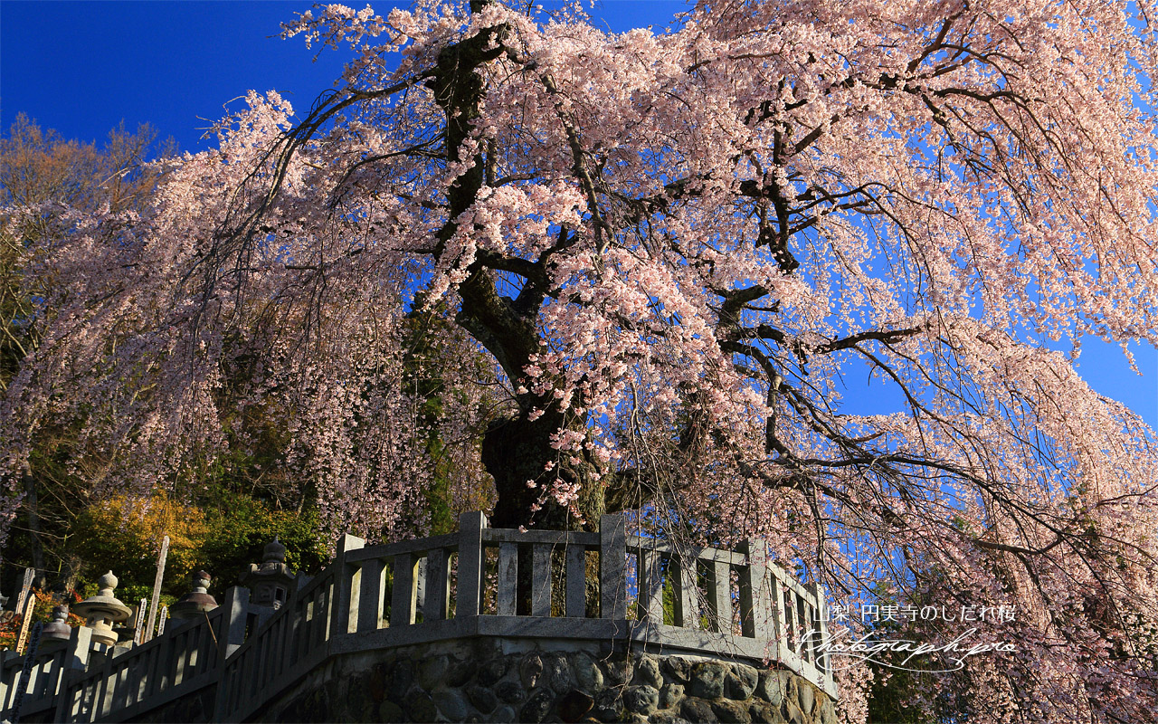 円実寺のしだれ桜 壁紙