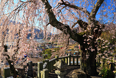 円実寺のしだれ桜