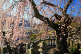 円実寺のしだれ桜